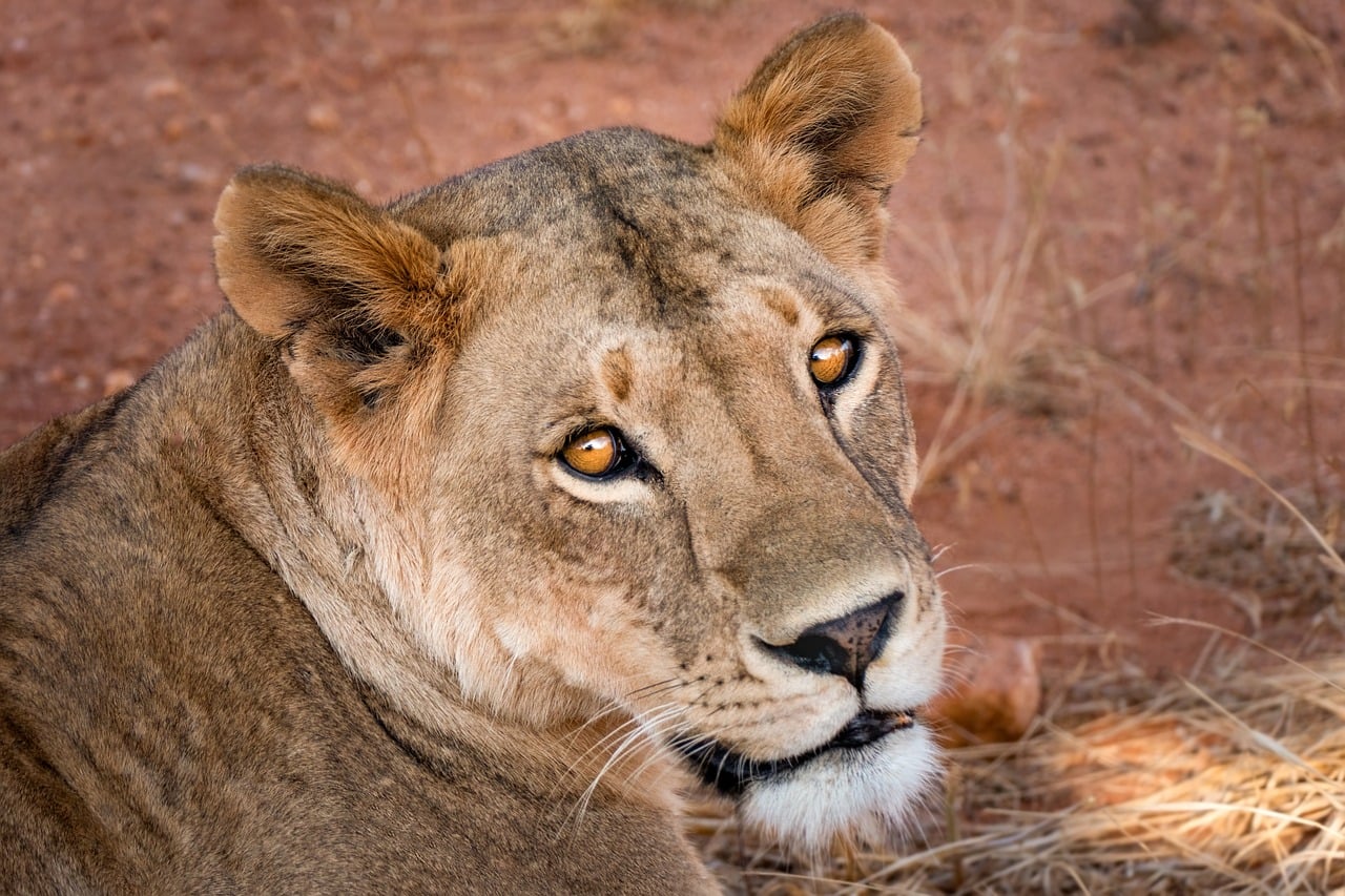 Africa: quanto costa e come risparmiare | Viaggio 9 giorni in Algeria