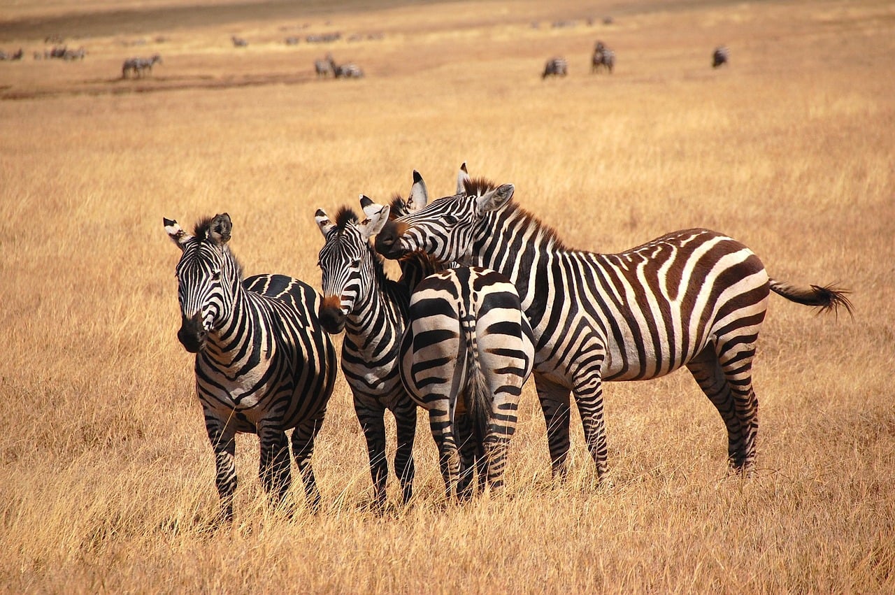 Tanzania Safari: guida completa per organizzare il viaggio